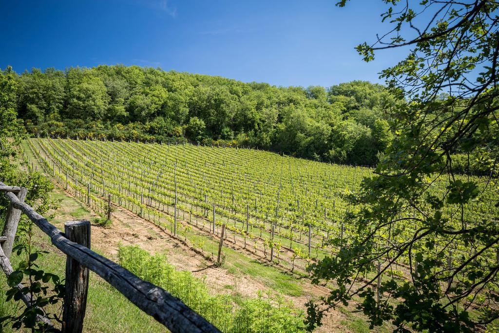 Le Cetinelle Guest House Greve in Chianti Exterior foto