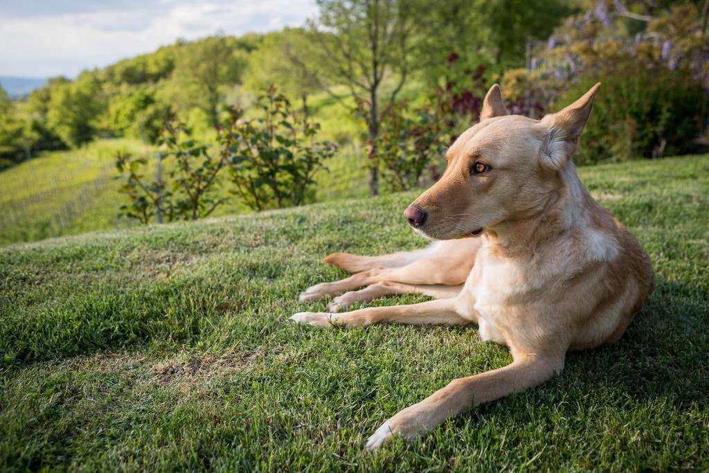 Le Cetinelle Guest House Greve in Chianti Exterior foto